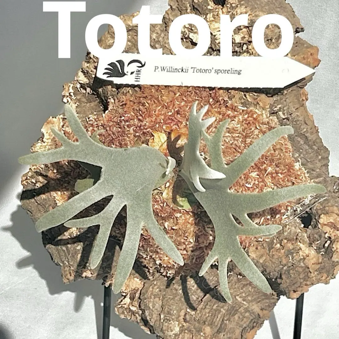 2026年最新】totor ビカクシダの人気アイテム - メルカリ