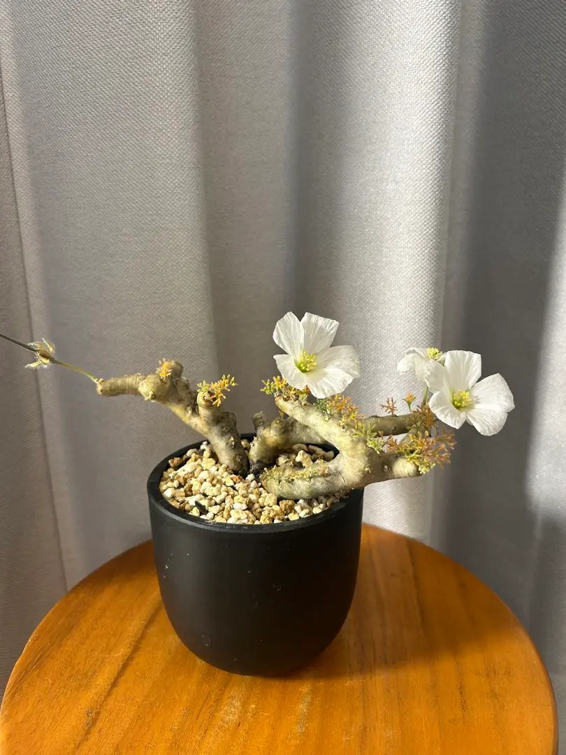 2026年最新】パキプス 発根済の人気アイテム - メルカリ