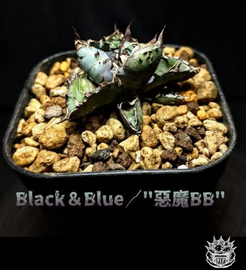 2026年最新】悪魔BB アガベの人気アイテム - メルカリ