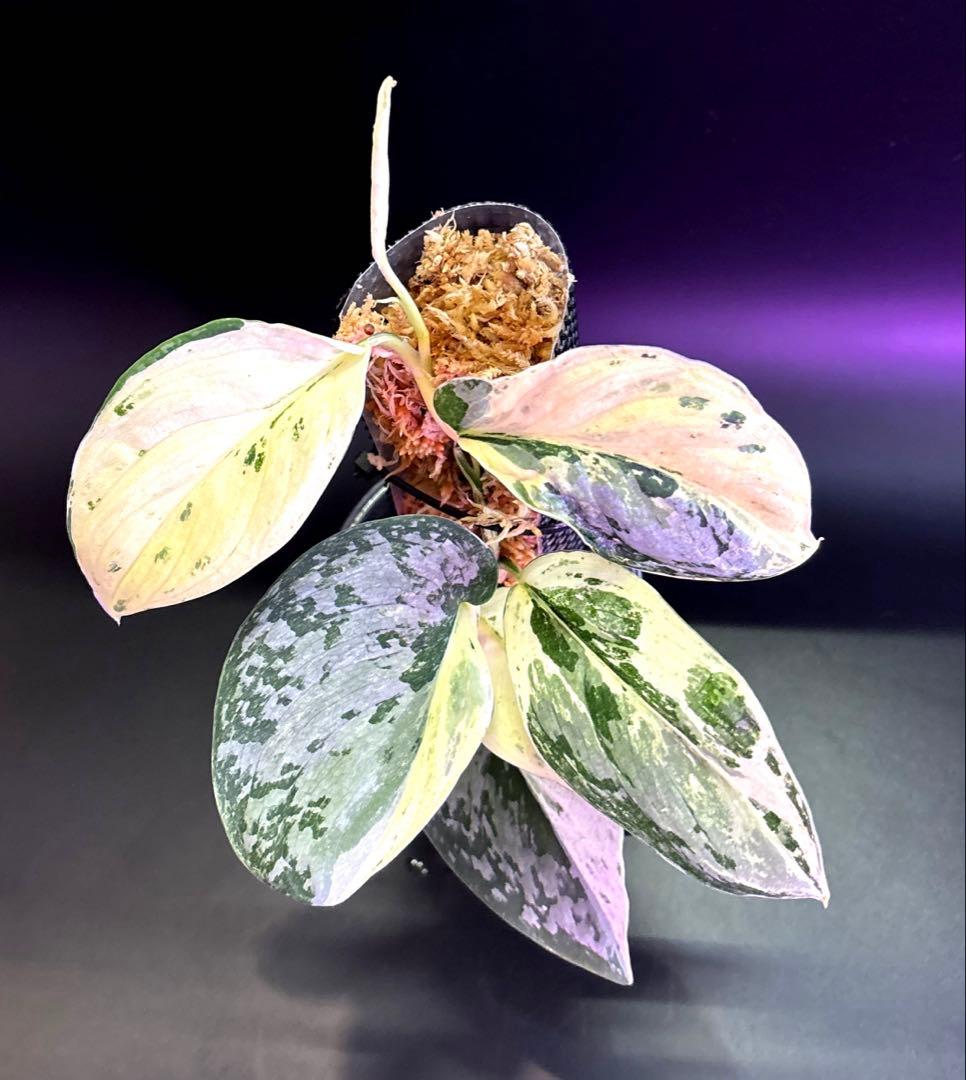 スキンダプサス ホワイトクリスタル A1 - メルカリ