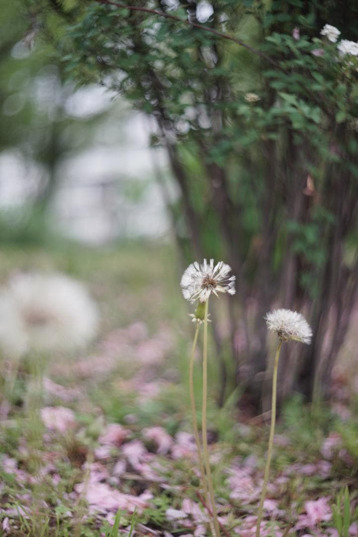 Summitar 50mm f2 戦前最初期コーティングあり 山崎磨き？軍事用