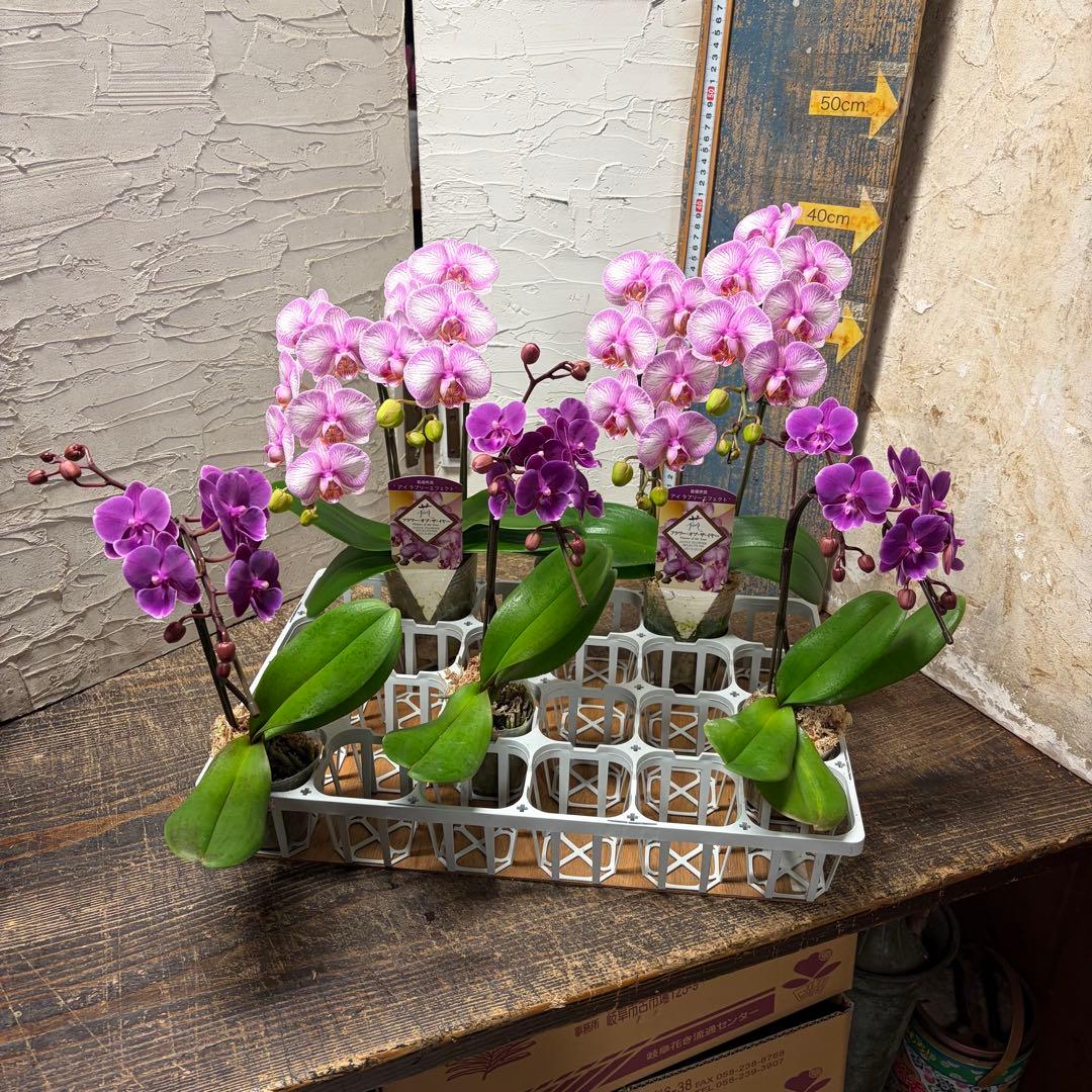 【特選】　胡蝶蘭　ファレノプシス　2種5ポット ミニ胡蝶蘭の2番花が咲いてくれました^ ^の巻 | 胡蝶蘭にハマって