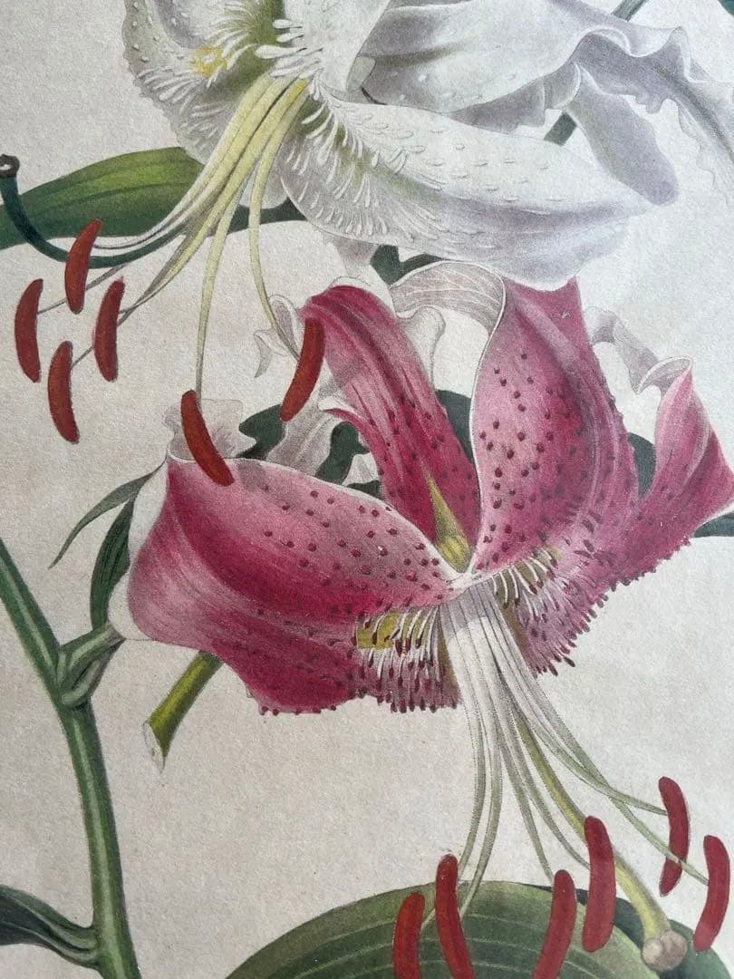 百合の絵画 ゴールド入り木製フレーム イタリアFIORI製 - メルカリ