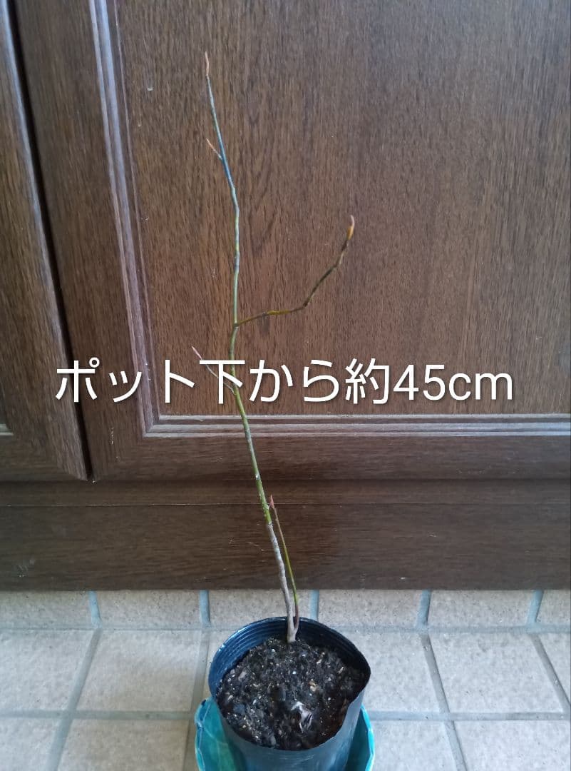 ✨️クロモジ（山採り） ポット下から約45センチ - メルカリ