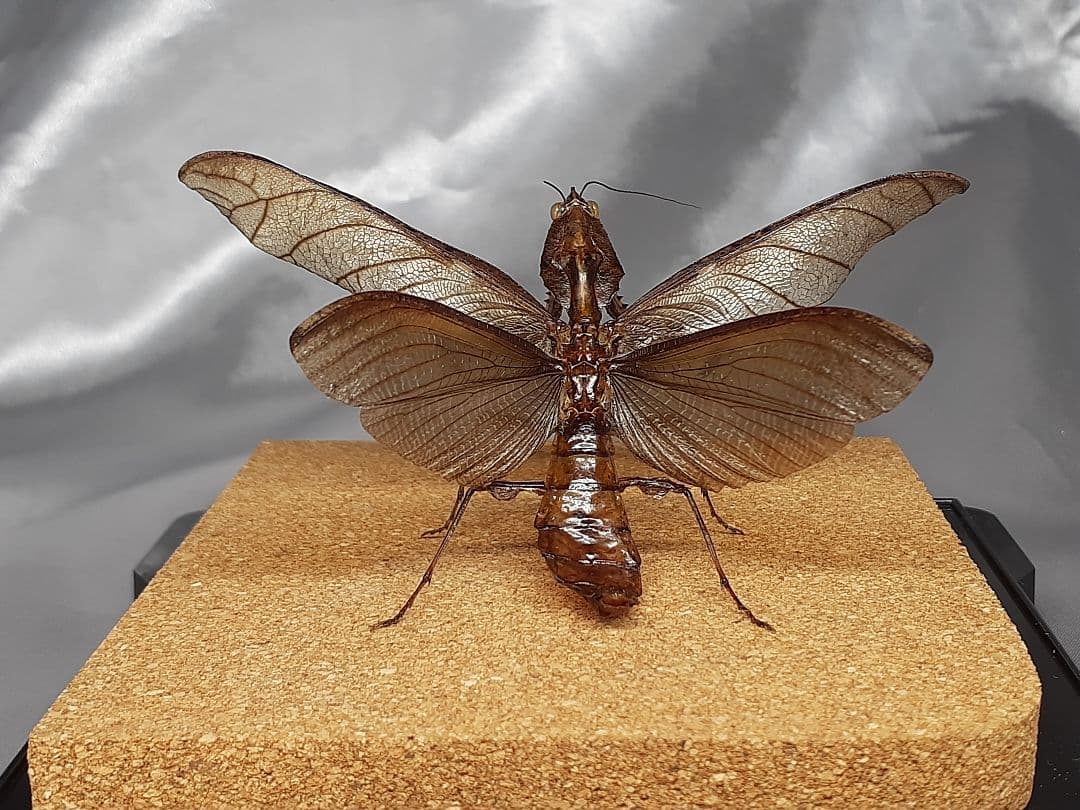 マオウカレハカマキリ雄 立体標本 魔王枯葉 - メルカリ