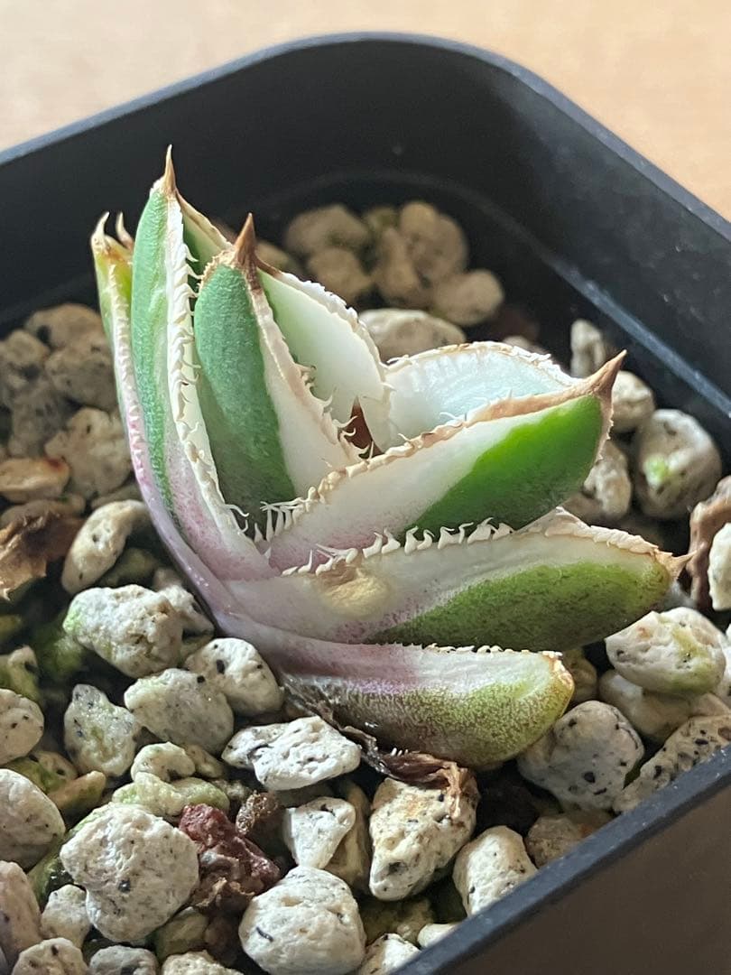 速達【鉢ごと発送】希少 選抜 活着済み アガベ チタノタ 豆豆龍錦 白覆輪