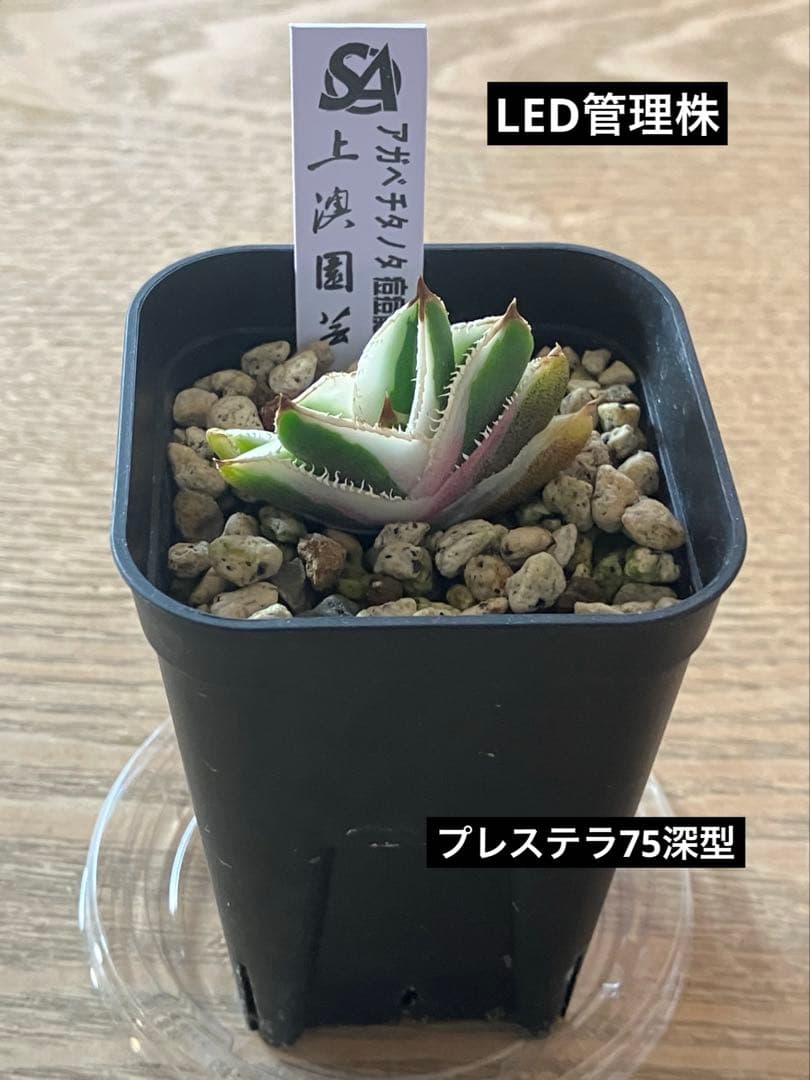 速達【鉢ごと発送】希少 選抜 活着済み アガベ チタノタ 豆豆龍錦 白覆輪