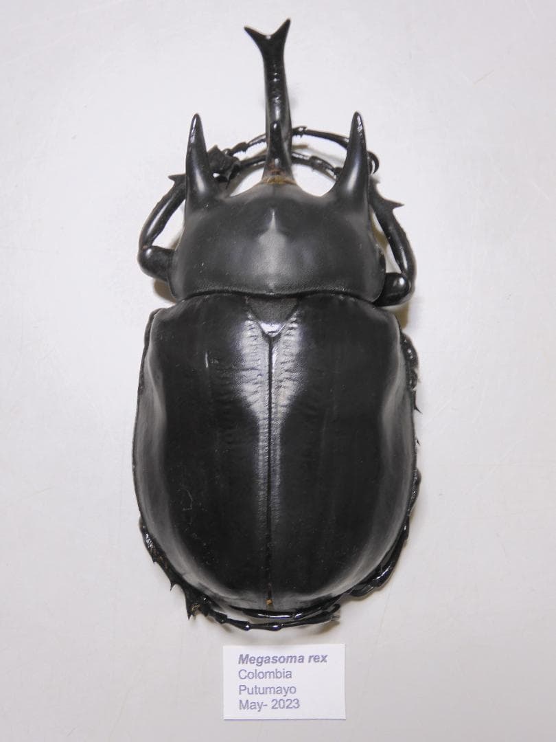 コロンビア産　レックスゾウカブト　112mm コロンビア産 レックスゾウカブト 112mm コロンビア産 レックス