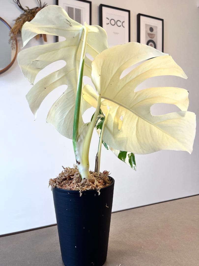 d22 極上株 モンステラ ホワイトタイガー フルムーン 鉢植え - メルカリ