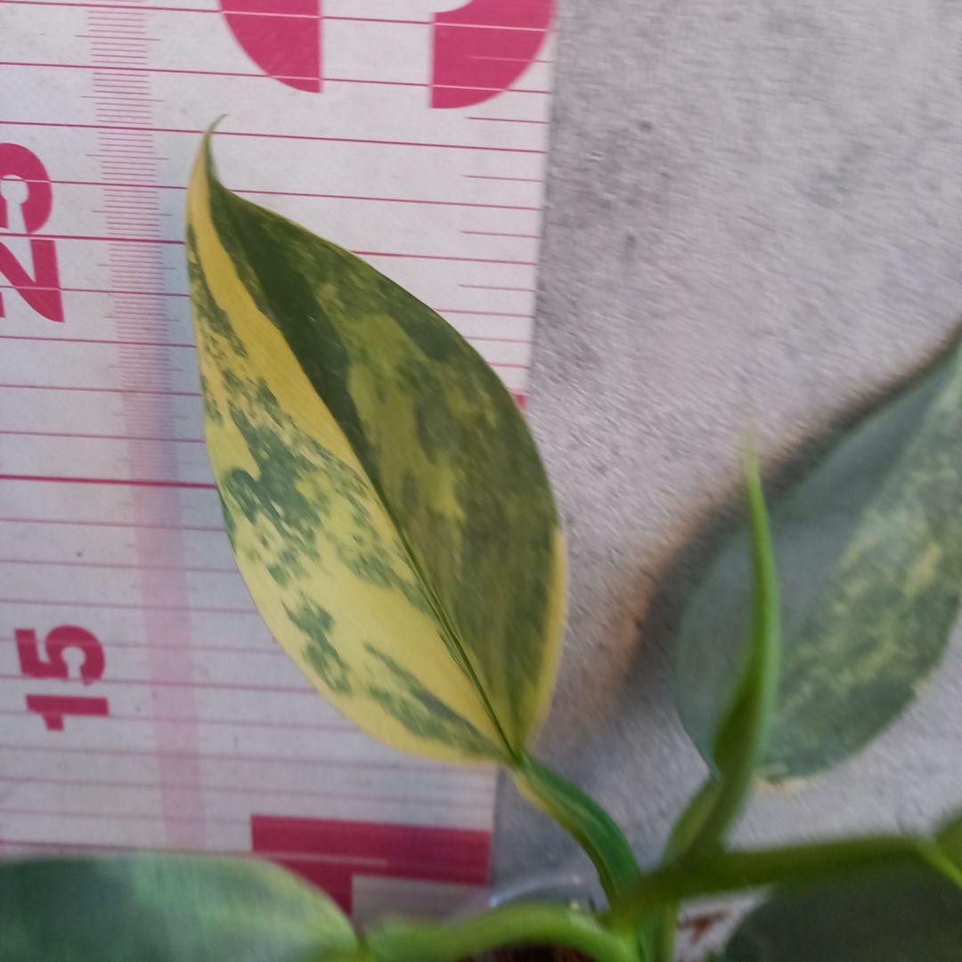 超希少 フィロデンドロン シルバーソード斑入 (ハスタータム斑入)