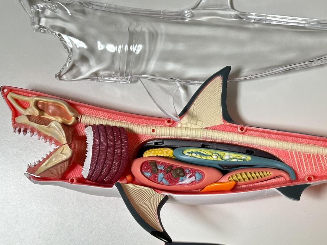 4Dビジョン ホホジロザメ 鮫 解剖モデル Great White Shark - メルカリ