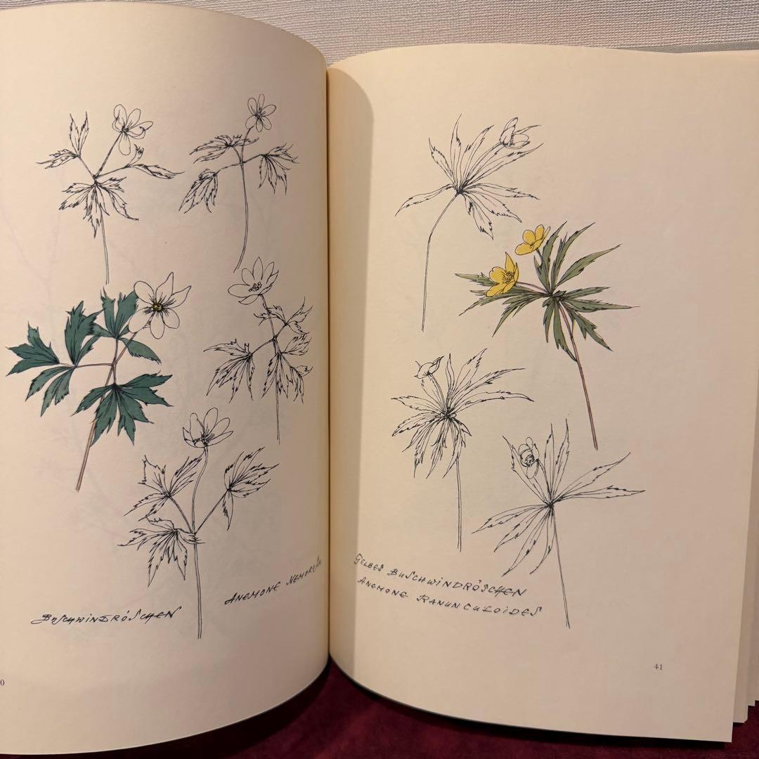 224③1957年ドイツ植物図鑑 植物画 洋書 ジャンクジャーナル ボタン