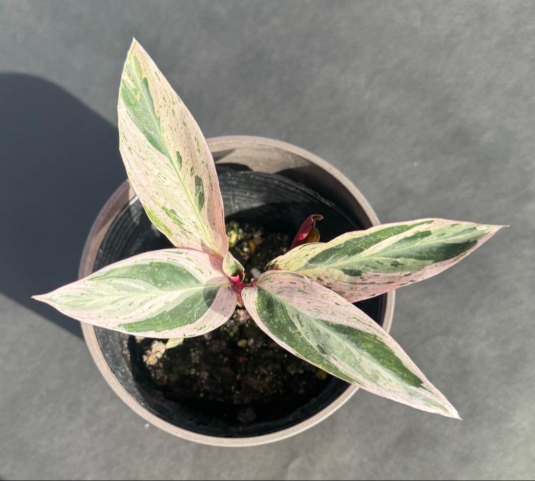 み*吉様 【美苗】激レア　ストロマンテ　トリオスター　斑入り　ゴマ斑　　抜き苗