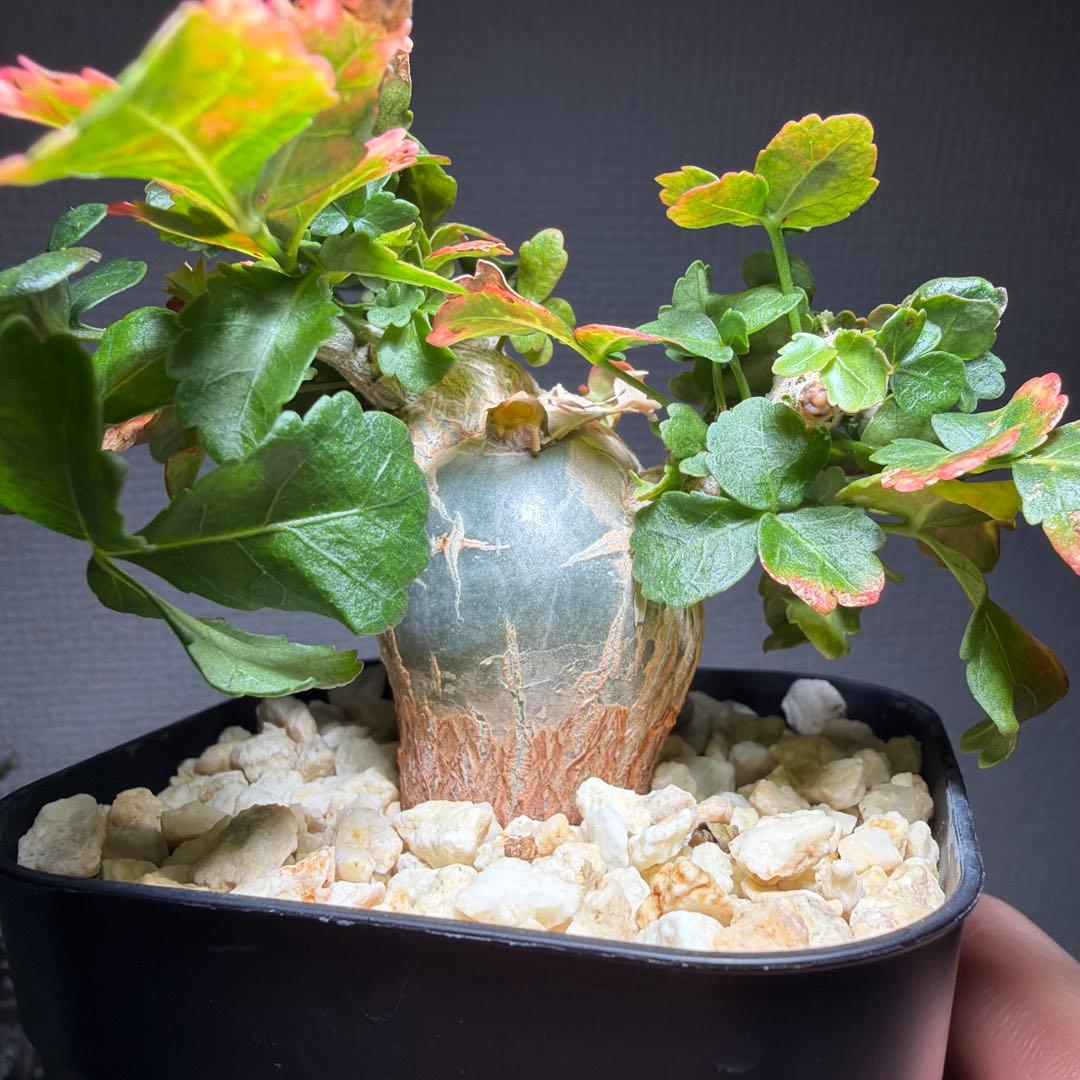 最終値下げ】ブルセラ・ファガロイデス 国内実生 特選株 作り込み株