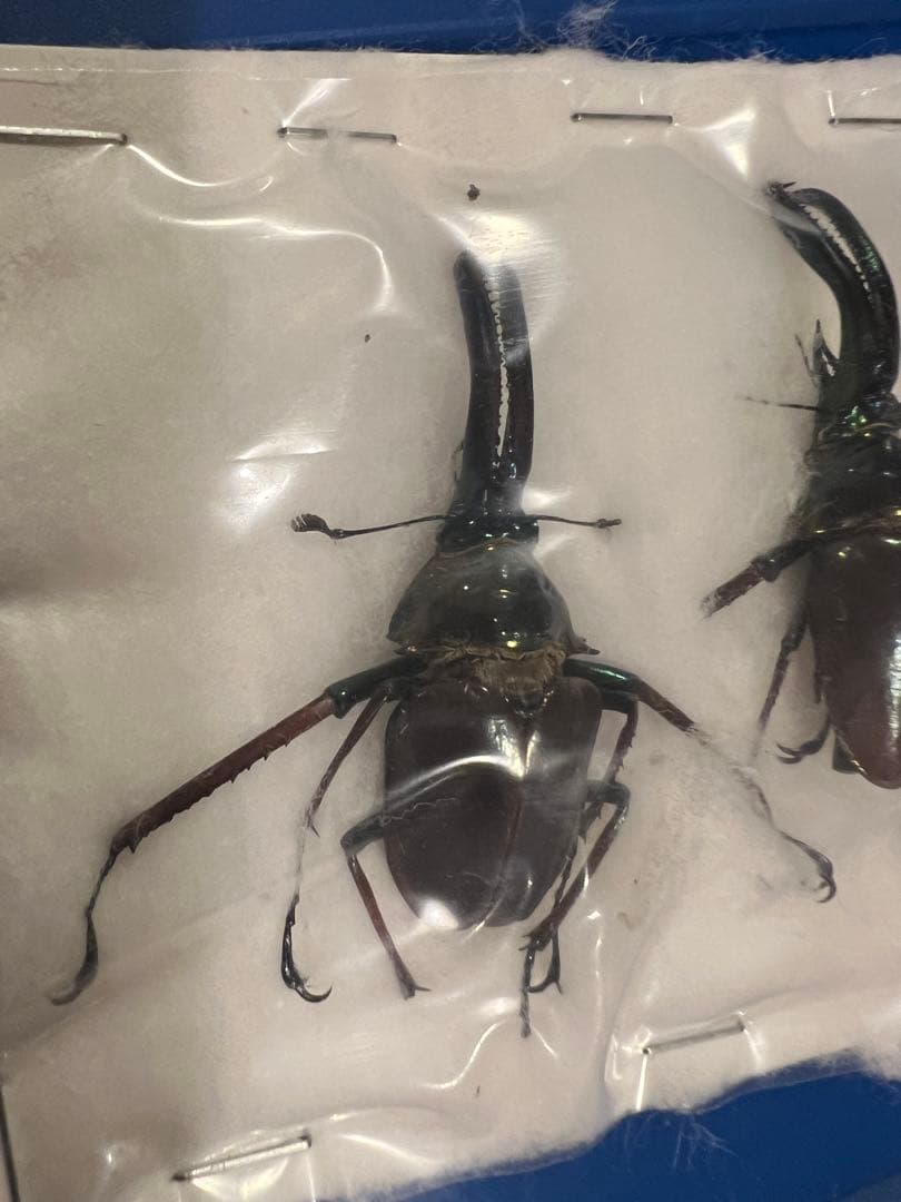 希少】ホロメタリクス チリクワガタ 標本 コガシラクワガタ セット