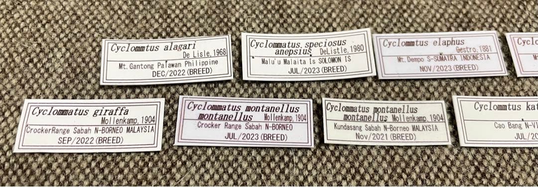 昆虫標本 キクロマトス13頭セット②