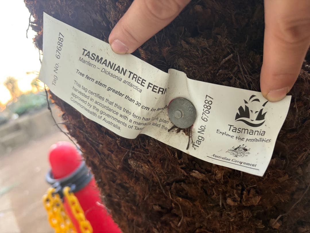 けん様 専用 ディクソニア 希少 輸入株 - メルカリ