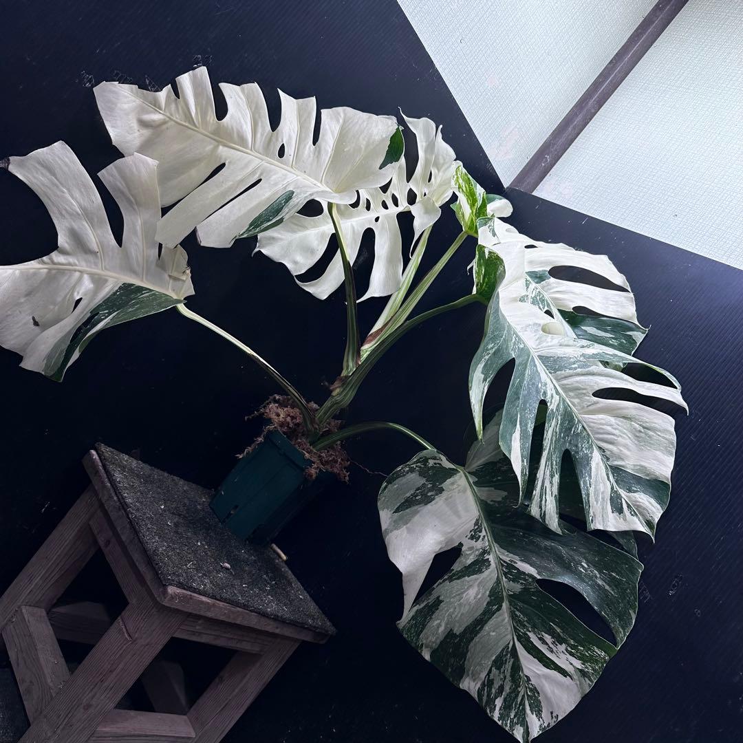 斑入りモンステラ ホワイトタイガー極美大株56cm白斑多 - メルカリ
