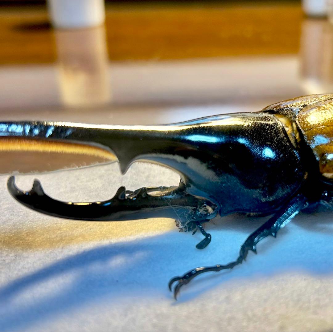 ヘラクレス2亜種♂標本 | 激安通販のイーサプライ