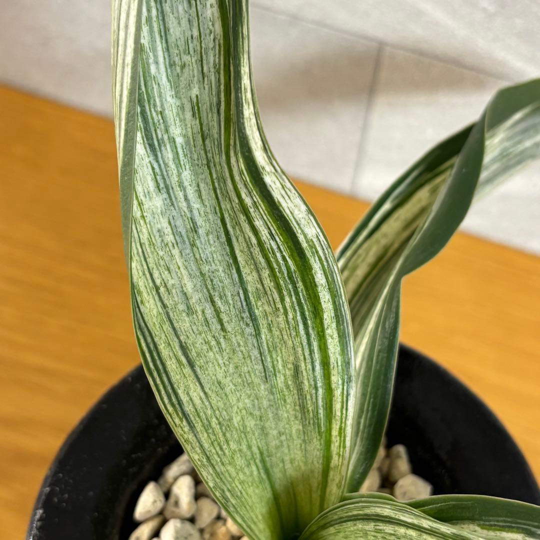 万年青 千代田の松 薄葉系 銘鑑金文字 - メルカリ 万年青 千代田の松 薄葉