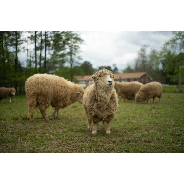 73　美品　初期型　ジュピター 8 　2/50 L39　分解洗浄済み