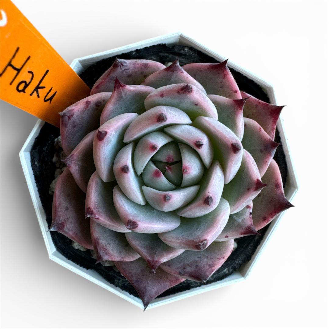 miyaさん苗 命名株 Haku 希少 ゆうパック発送② - メルカリ