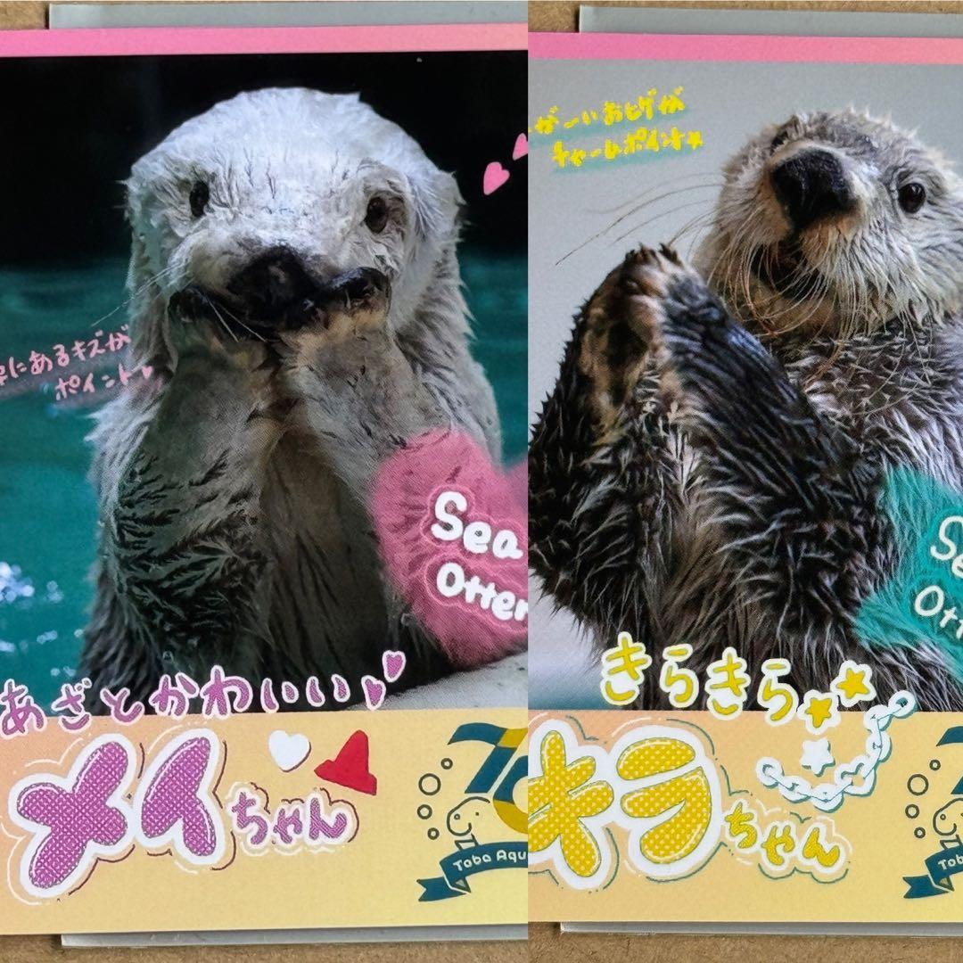 鳥羽水族館 TOBA AQUARIUMコレクションカード メイちゃん キラちゃん