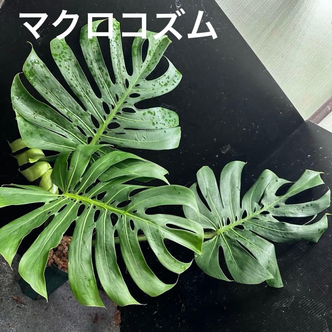 モンステラデリシオーサマクロコズム超希少系統鉢植え モンステラデリシオーサマクロコズム超希少系統鉢植え77㎝ - メルカリ