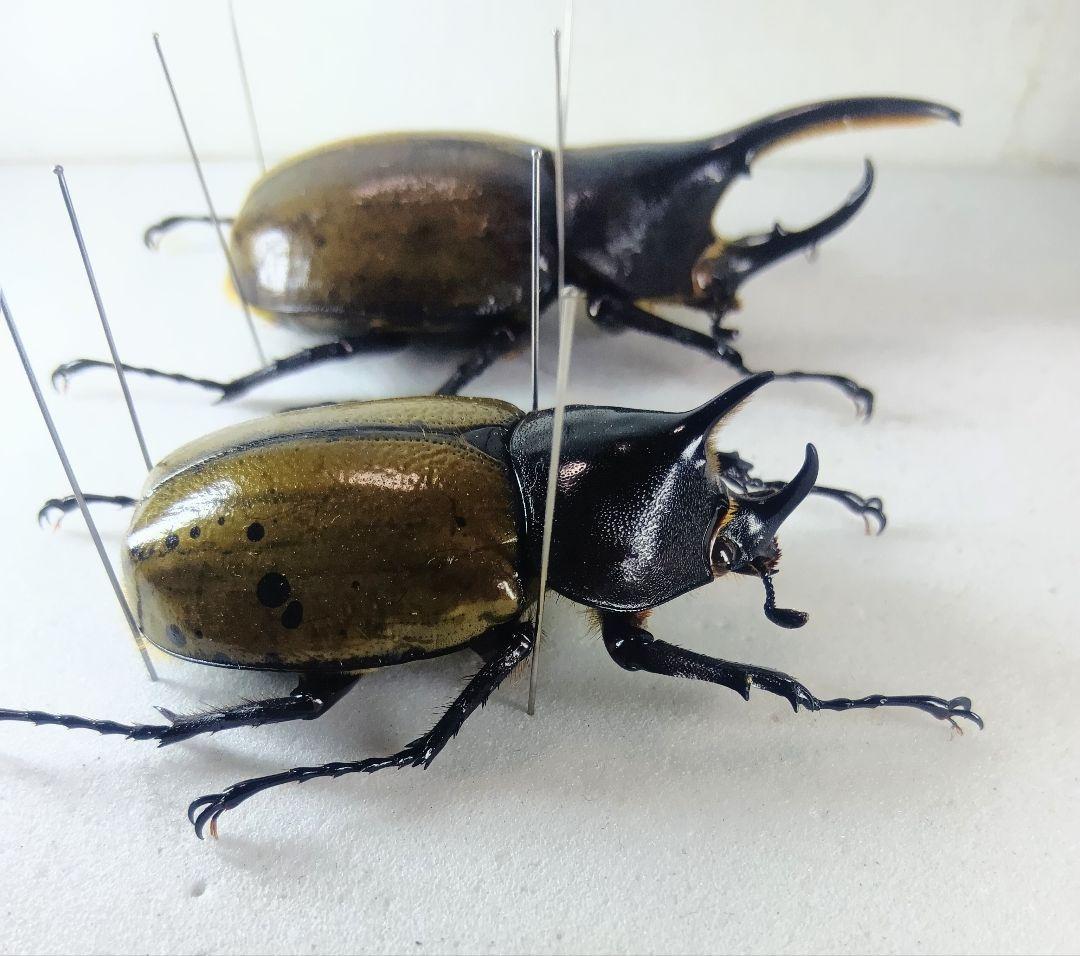 ※TKKWI_HER購入、野外標本2種セット