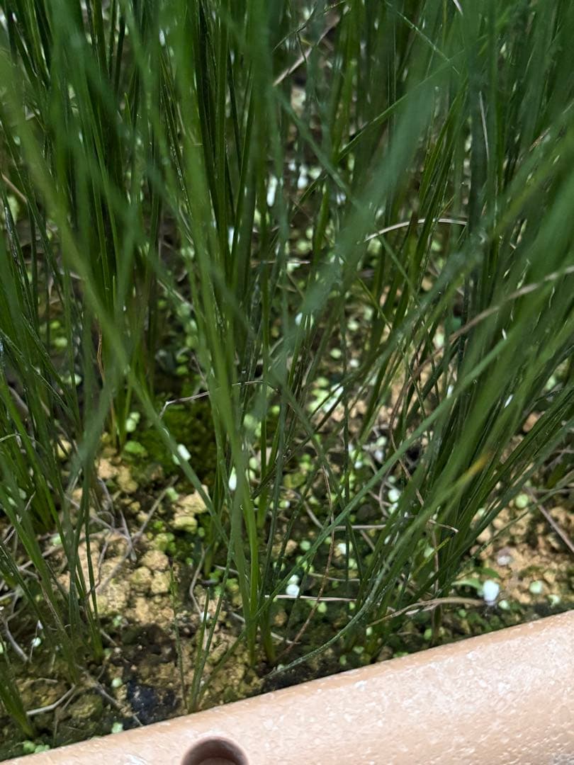 d★コスパ最強★超極上★クサントロエア・オーストラリス★