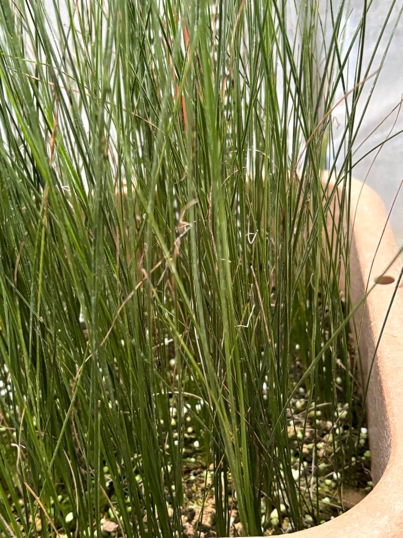 d★コスパ最強★超極上★クサントロエア・オーストラリス★