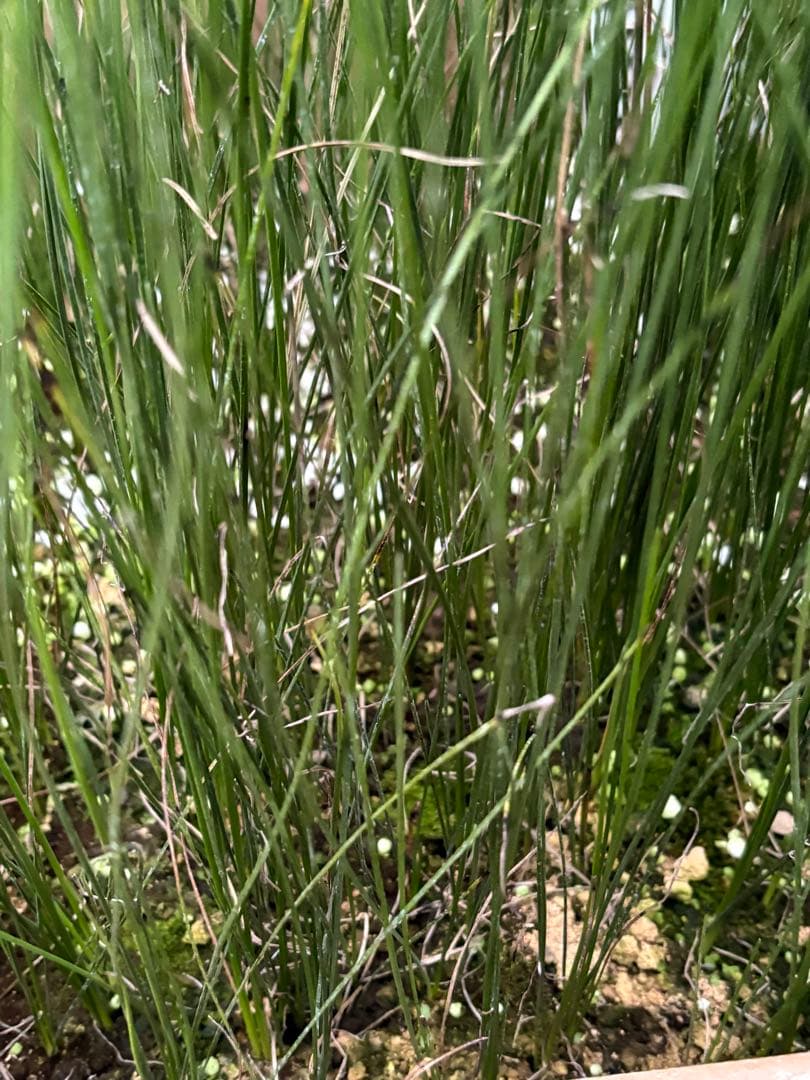 d★コスパ最強★超極上★クサントロエア・オーストラリス★