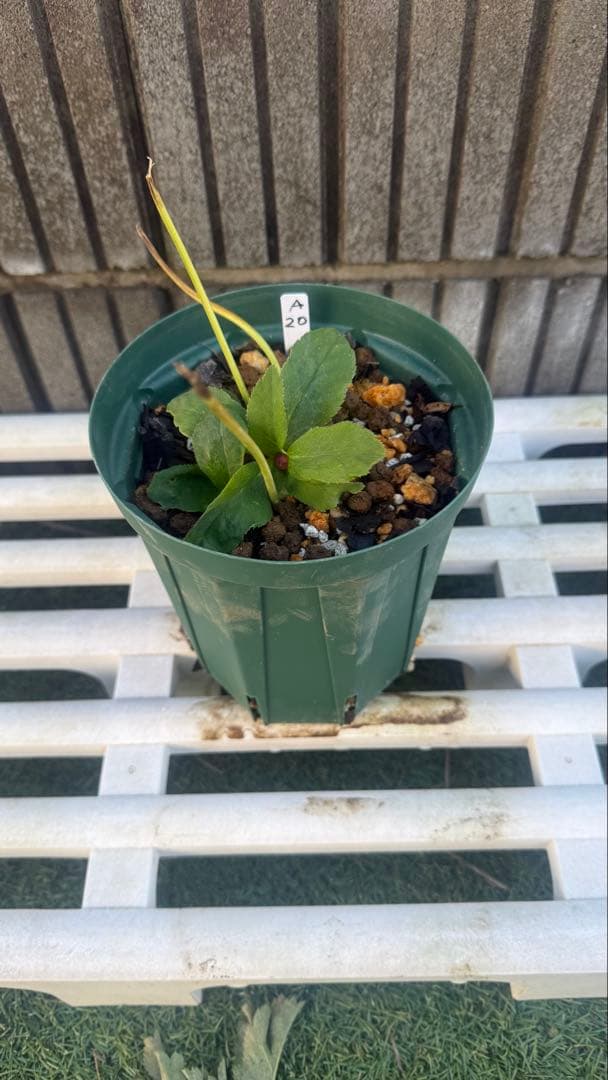 こ*ん様 メビウスのようなセミダブル 加藤農園 株分苗 - 花安く 買う