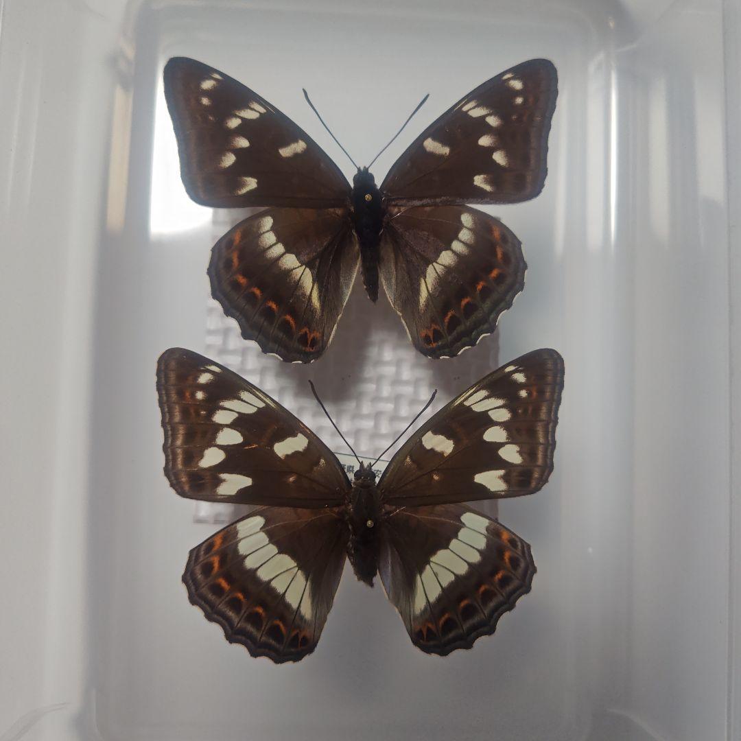 蝶 標本 長野県産 オオイチモンジ 1ペア 規制前飼育品 最終出品