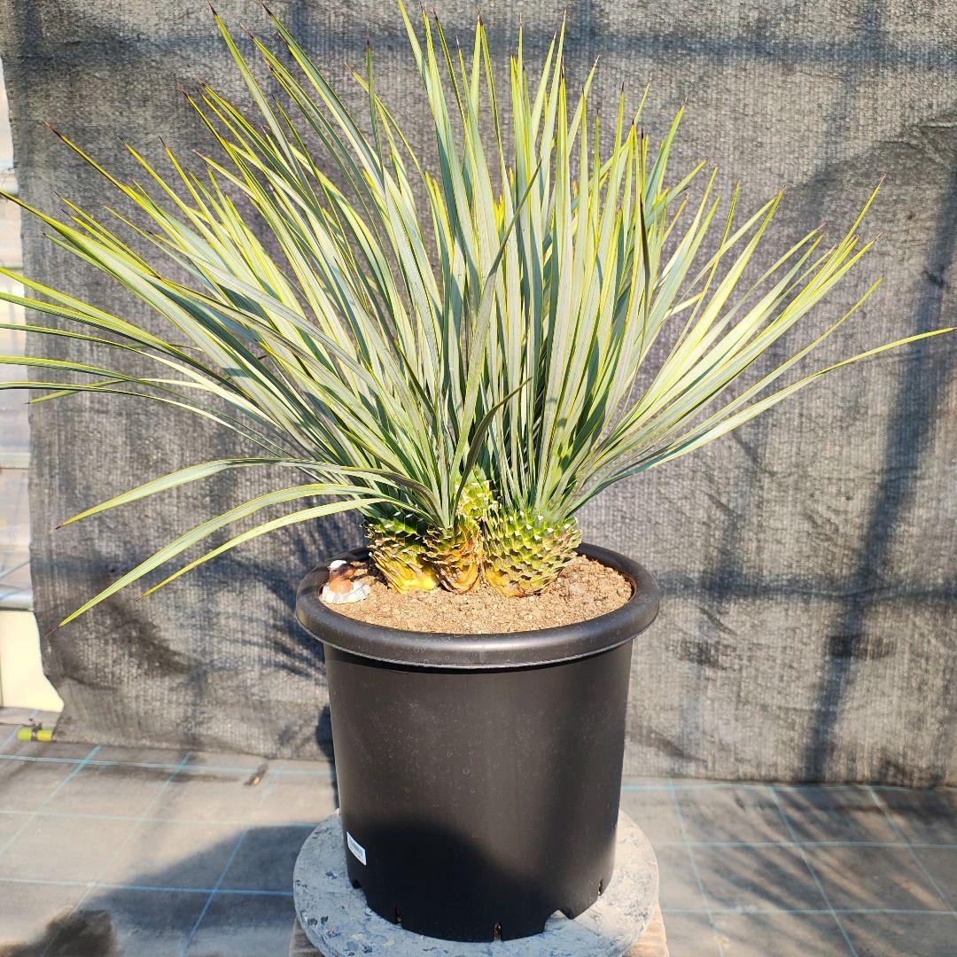 ロストラータ Hyb ふぉ－ヘッド AL423】ユッカ ロストラータ ダブルヘッド 【公式通販】