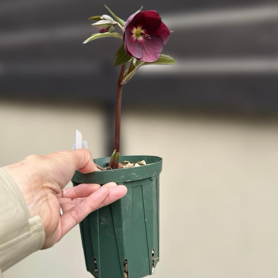 発送お任せ❣️□ 加藤農園 □ 株分け クリスマスローズ - メルカリ