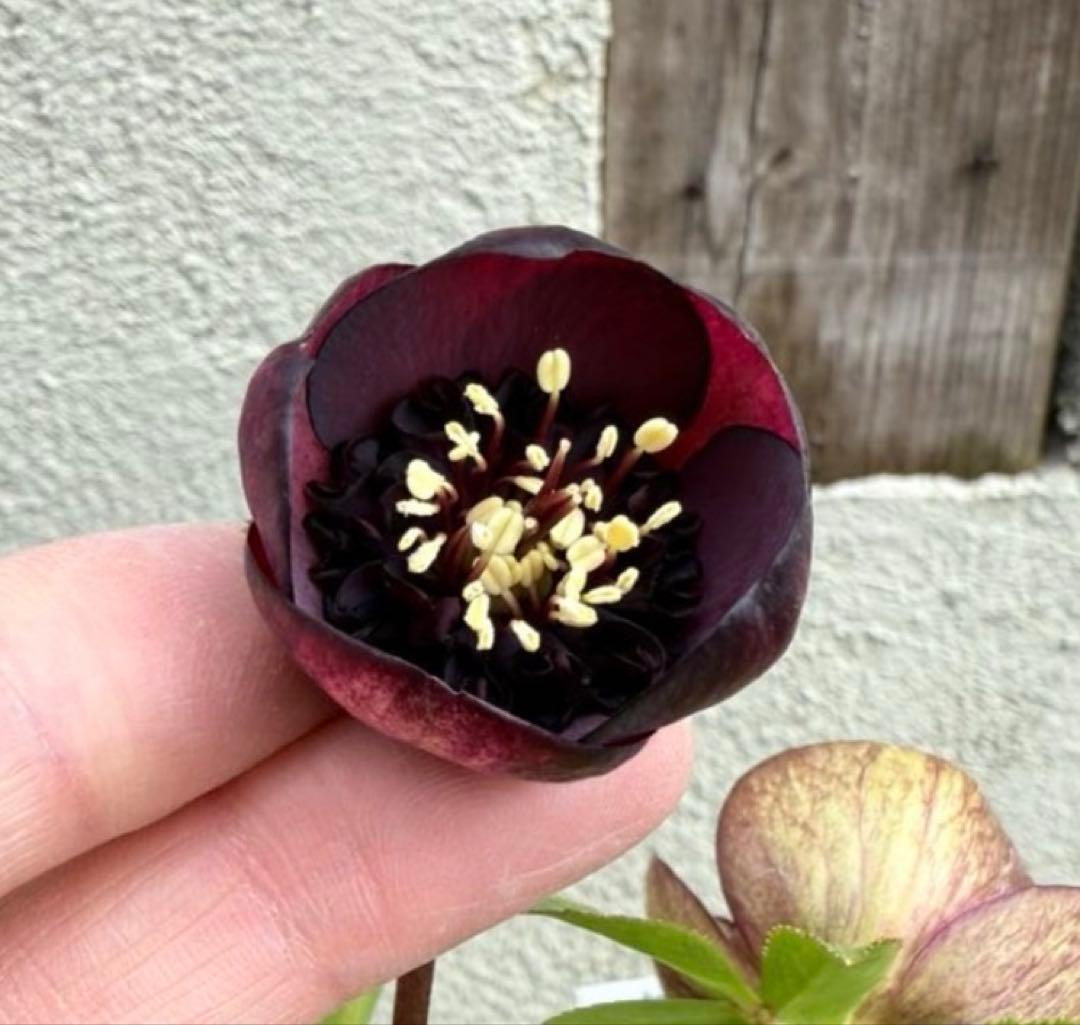 発送お任せ❣️□ 加藤農園 □ 株分け クリスマスローズ - メルカリ