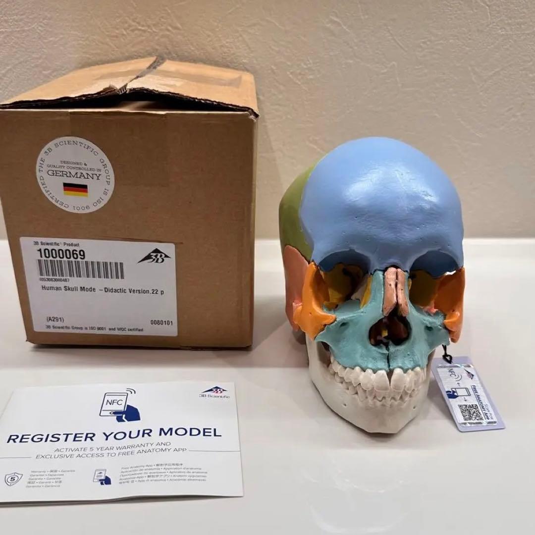 3B 頭蓋骨模型 頭蓋骨模型 22分割キット マルチカラー仕様 - メルカリ