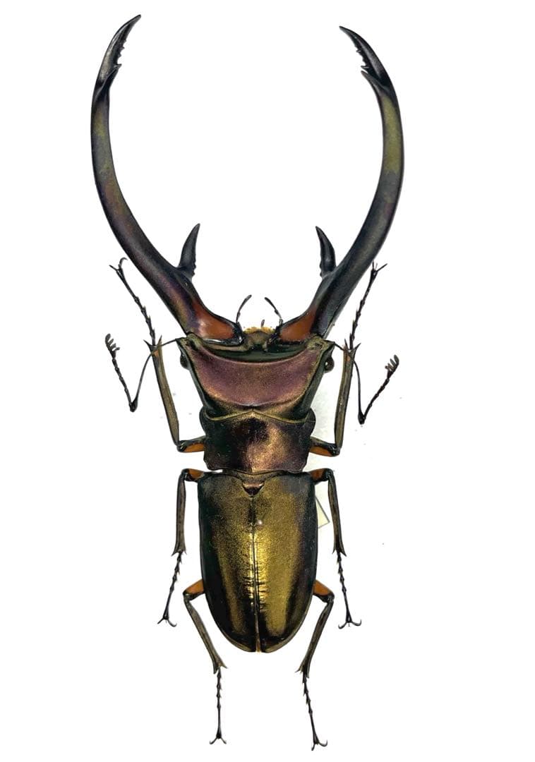 美形 エラフスホソアカクワガタ標本 - メルカリ