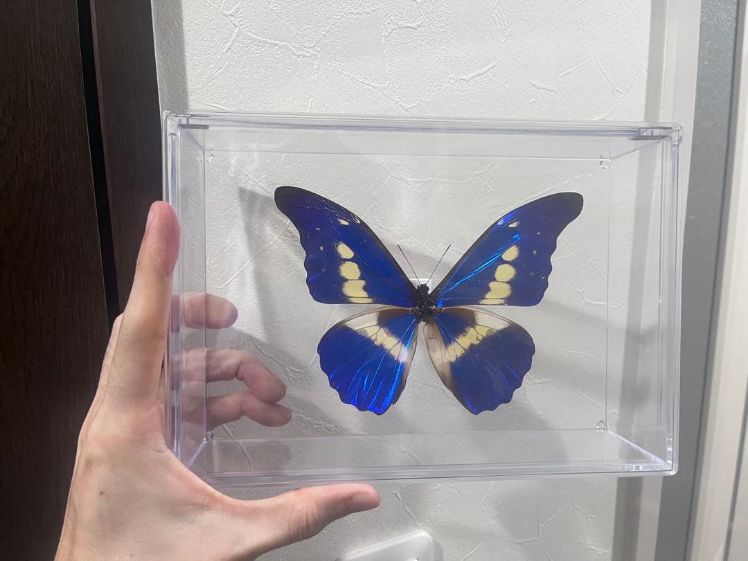 モルフォ蝶　標本 楽天市場】昆虫標本 蝶の標本 キプリスモルフォ メタリック調ライト