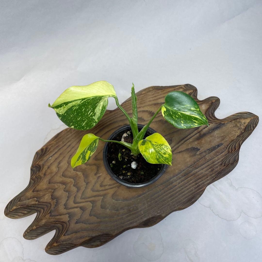 q28 品種保証 【希少】モンステラ・キング エレクトロライト - メルカリ