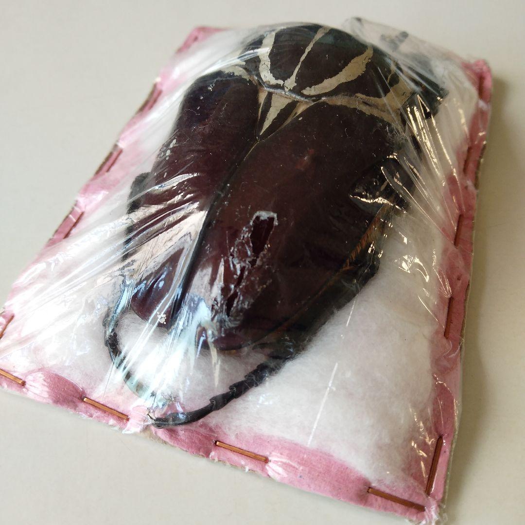 ゴライアスオオツノハナムグリ 昆虫標本 剥製 - メルカリ