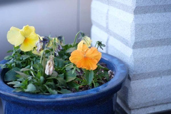 ★快調！超美品★SONY E PZ 16-50mm F3.5-5.6 OSS