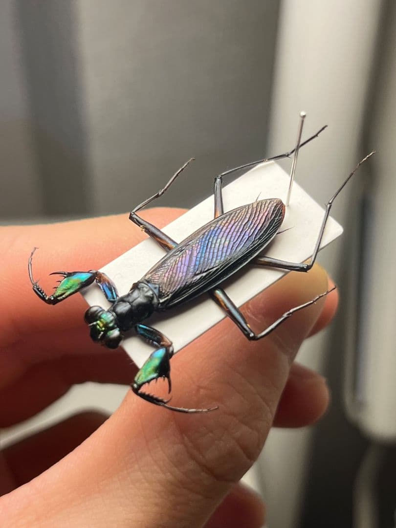 標本】ケンランカマキリ スパイダーマンティスレッドローチ