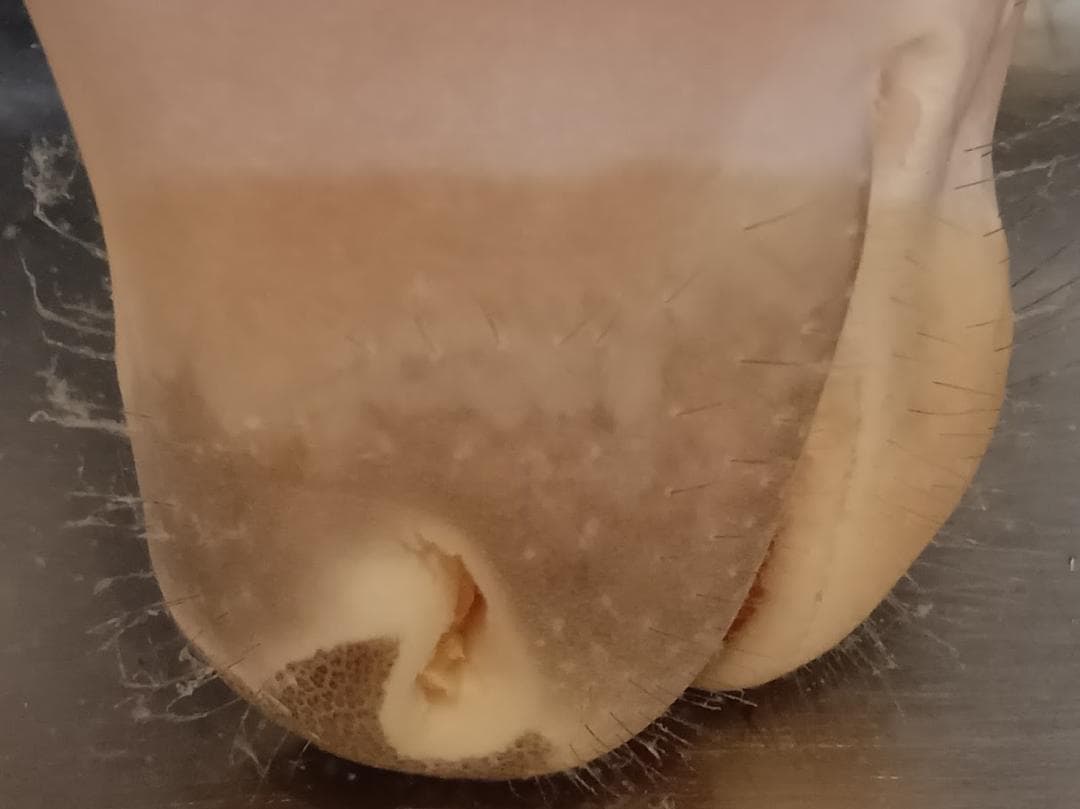 【学術標本】種名ニホンジカ　胎児エタノール浸漬標本（♀）　頭胴長約２４５ｍｍ