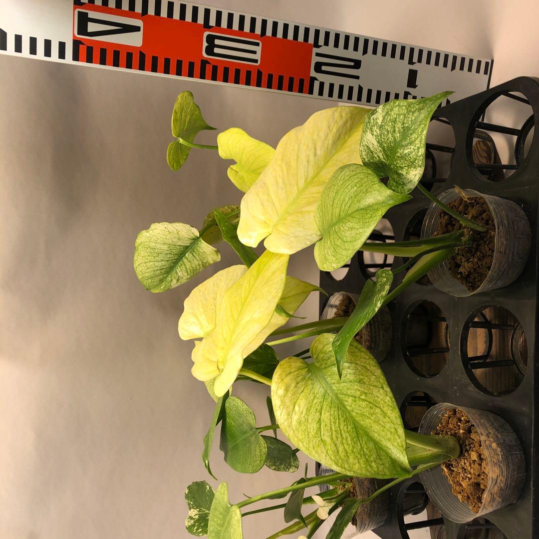 の*ら様 Anthurium AOS✖️RVDP斑入り アンスリウム エースオブ