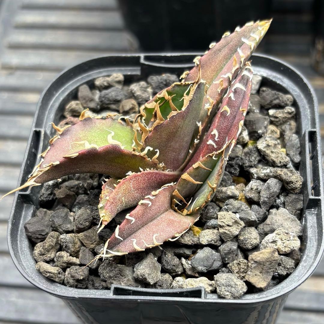 アガベ チタノタ 白鯨 2頭 子株 - メルカリ