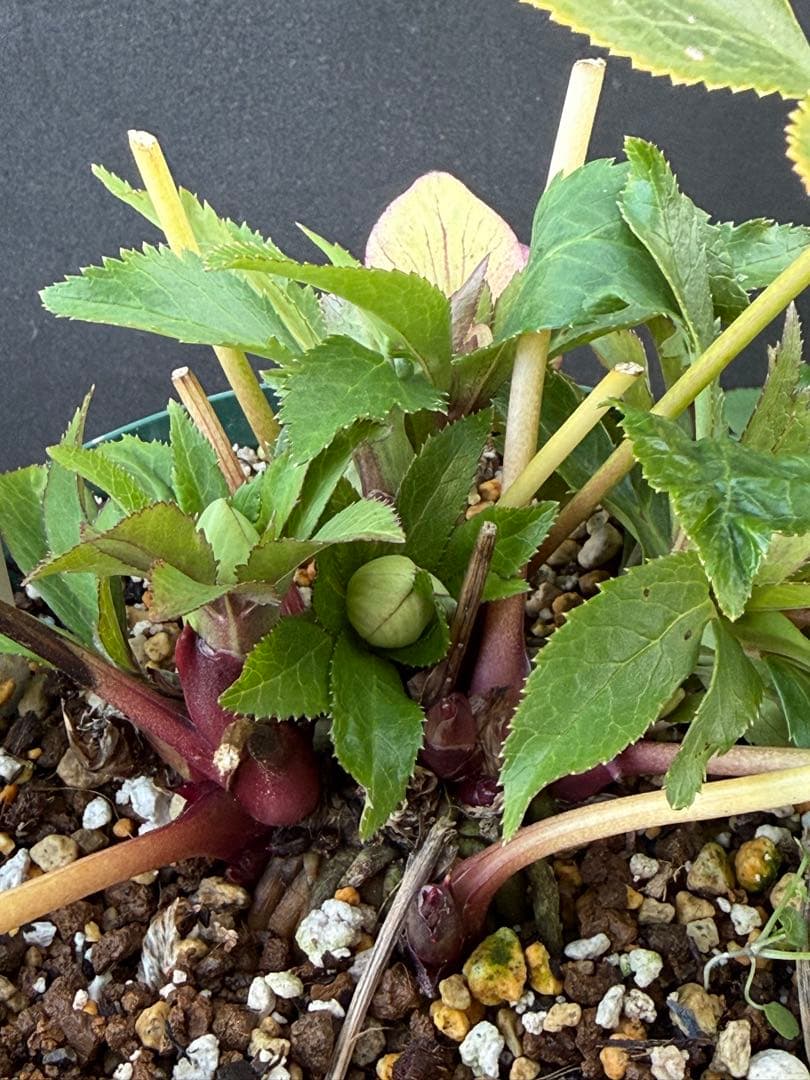 ま*い様 クリスマスローズ 開花株 sdムルチオーレア 充実株 大木