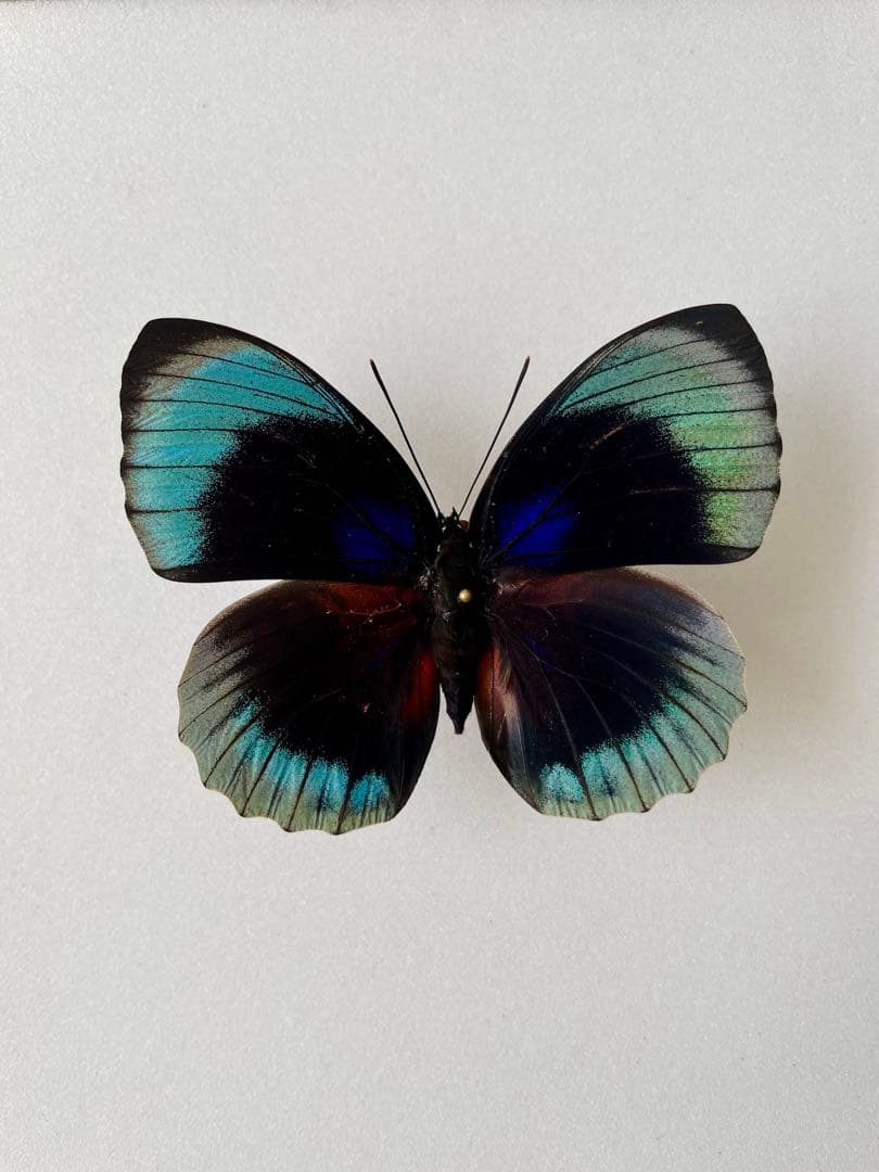 昆虫標本 レア種 大型カザリツノクワガタ 28mm