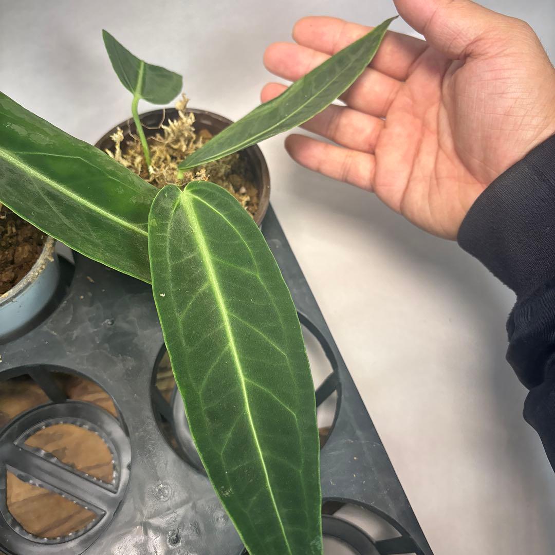 ま*あ様 5株セットms89アンスリウム・ワロクアナム